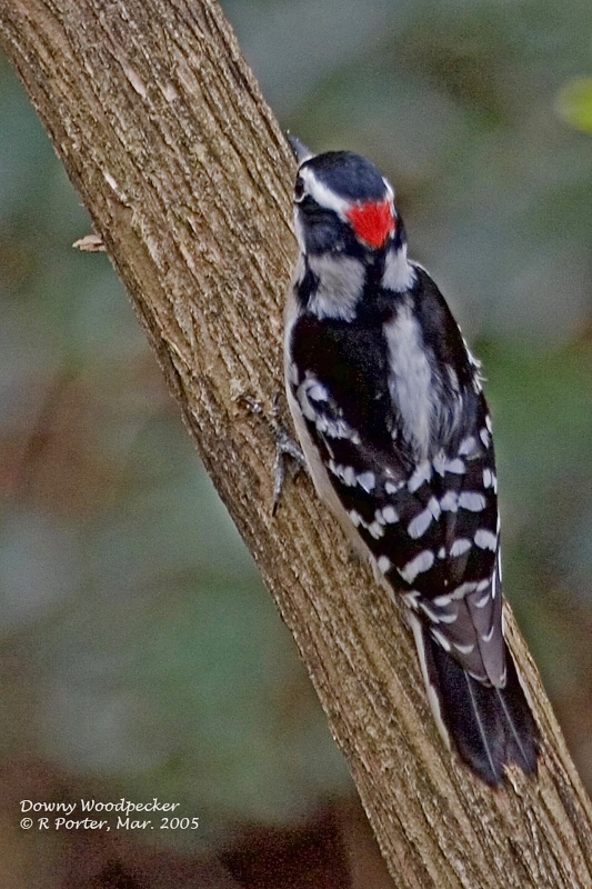 Fleeting shot of colorful Downey Woodpecker