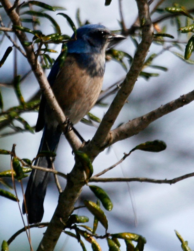 Florida Scrub Jay