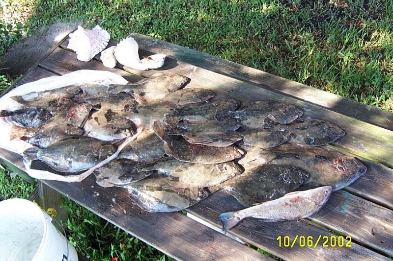 Flounder