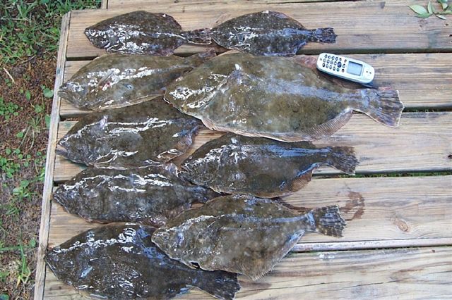 Flounder