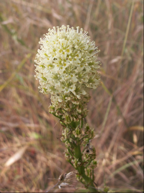 Flower at James Island 6-28-09