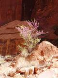 Flowering bush