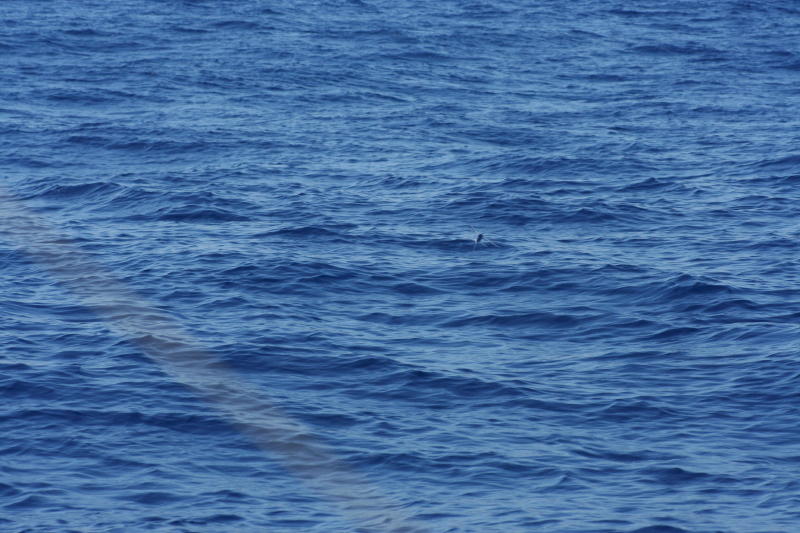 Flying Fish