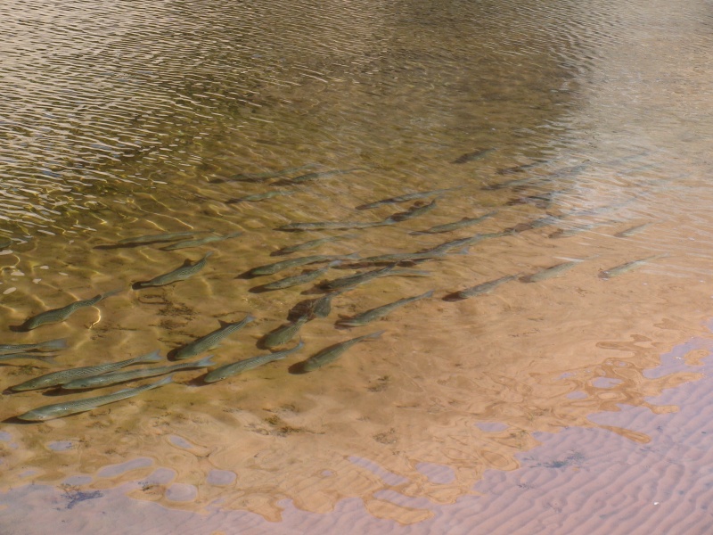 For several days there were hundreds of these stripers along the shore after the chad in Oak Canyon.