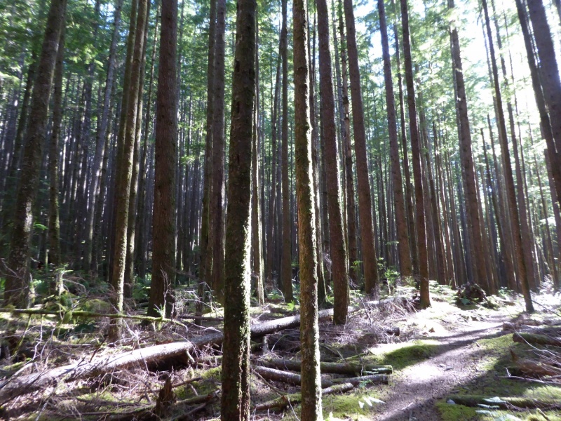 Forest on Quadra