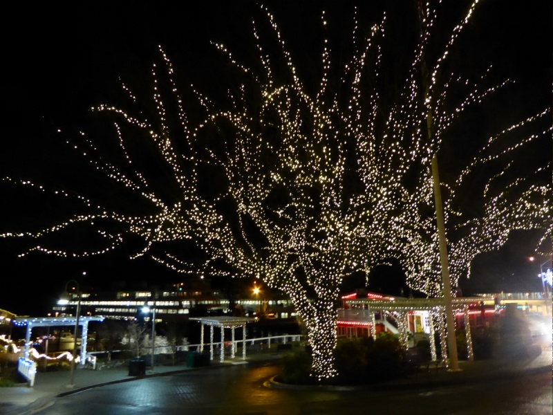 Friday Harbor Christmas Lights