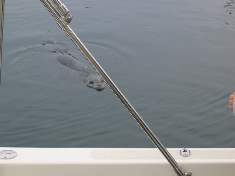 Friday Harbor Friend that came up and splashed to get our attention