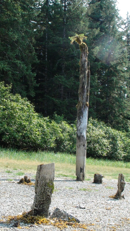 From old wood to new.  Tree growing out the top of extremely old piling at the inner end of our Gambier Bay safe haven.