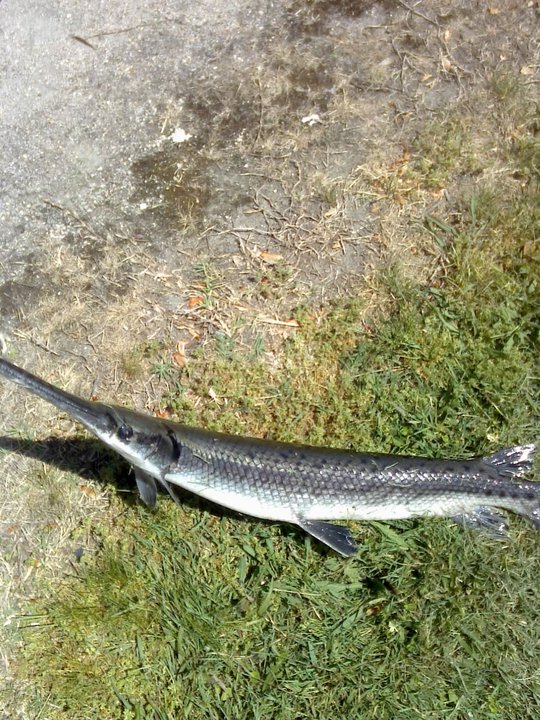 Gar