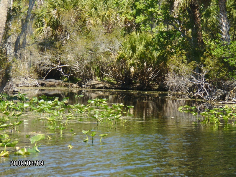 Gator laid out suning in his lagoon.This was just around the bend from Silver Glen Springs where everyone was swimming !