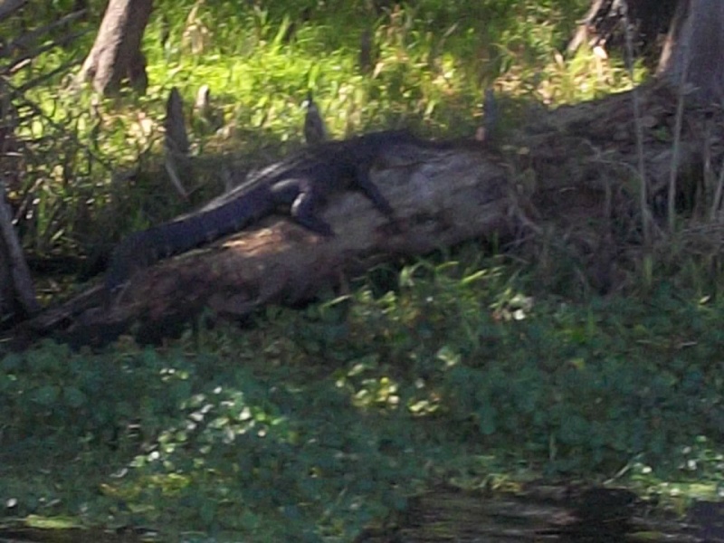 gator