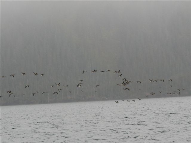 Geese Heading Out
