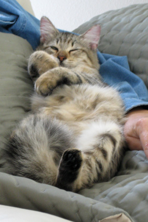 Getting comfy