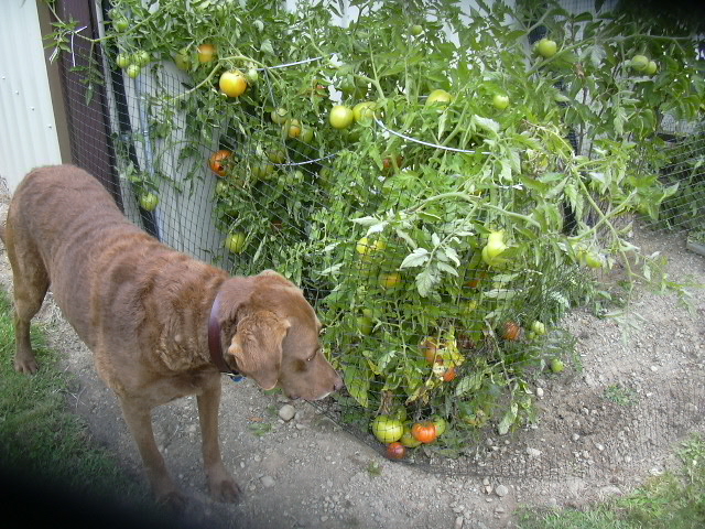 Ginger eyeballing my tomatoes
