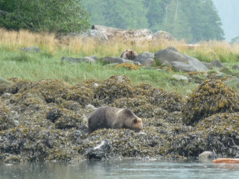 Glendale Grizzley's