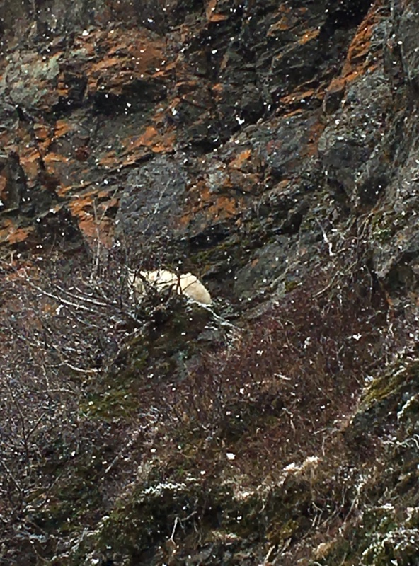 Goat at Dogfish bay