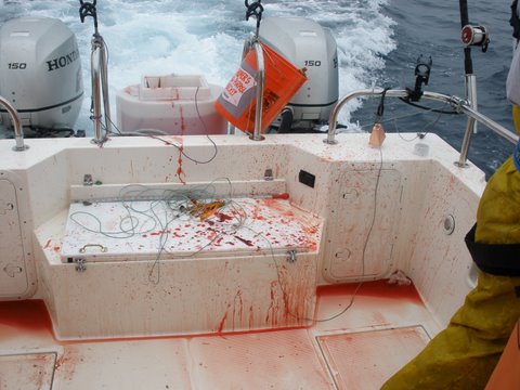 Good sign when Tuna fishing