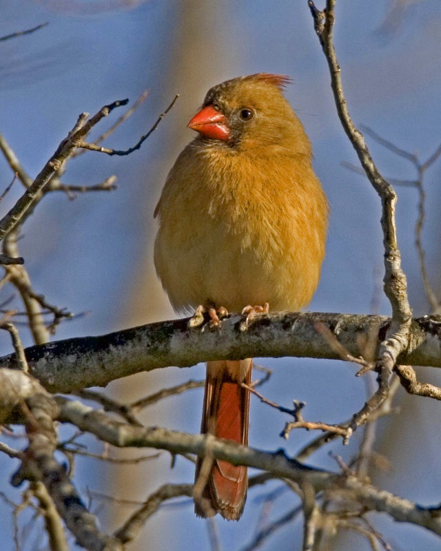 Gorgeous Cardinal mate