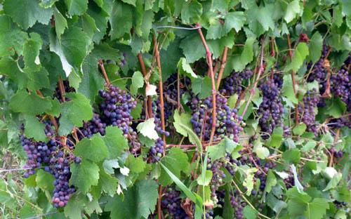 grapes