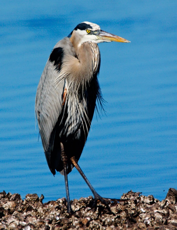 Great Blue Heron Braced Against Cold Wind