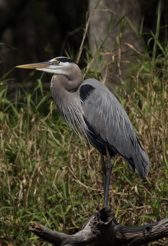 Great Blue heron--itch satisfied.