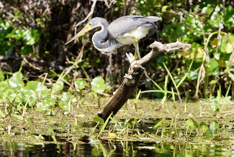 Great Blue heron