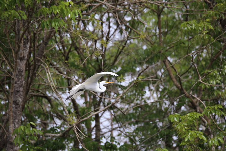 Great Egret in flight