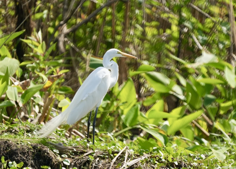 Great Egret