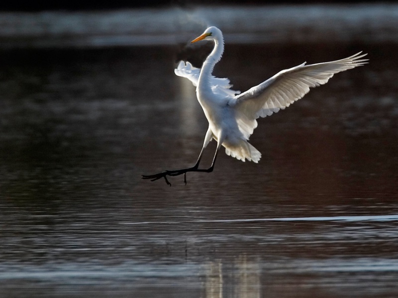 Great White Egret