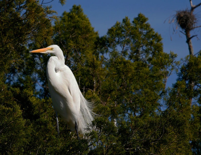 Great White Egret