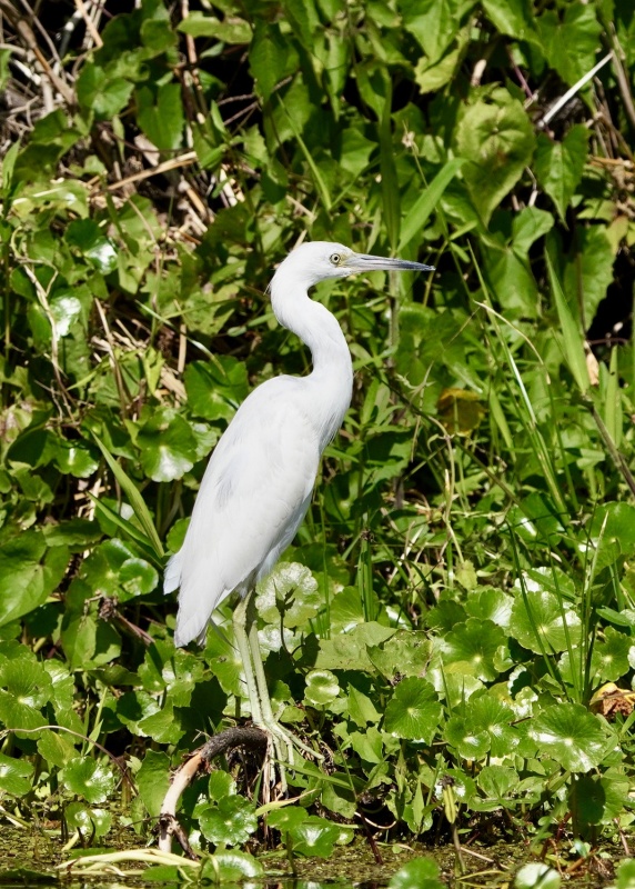 great White Heron
