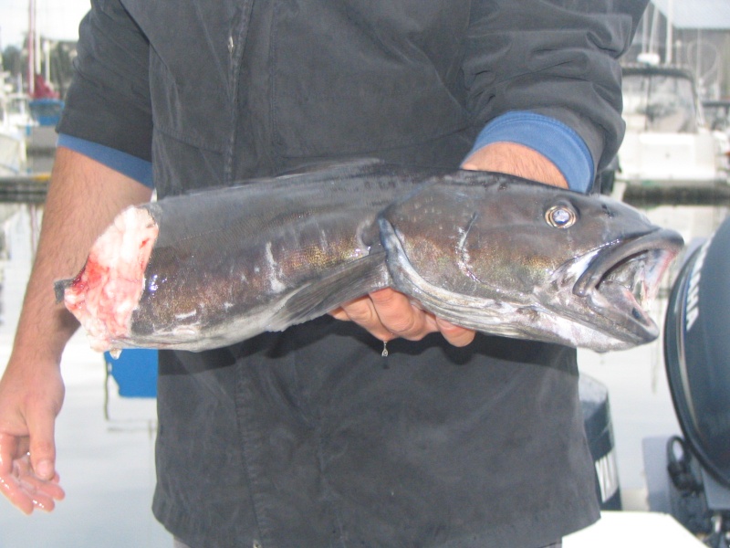 Half a sable fish