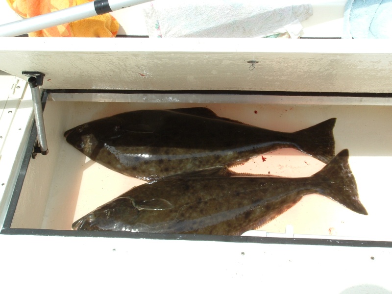 Halibut (6/10/05) from near the "Rockpile" (40" pair) fit nicely in the below-deck fish box.