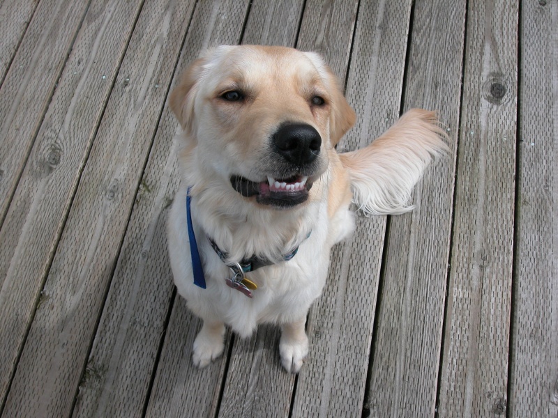 Happy Abby on the dock at Taku Harbor, Alaska