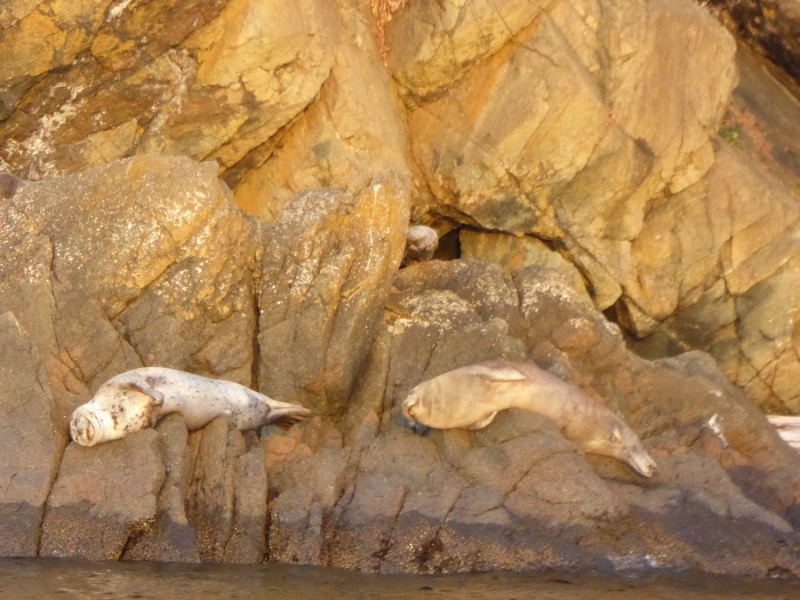 Happy seals, enjoying sunset