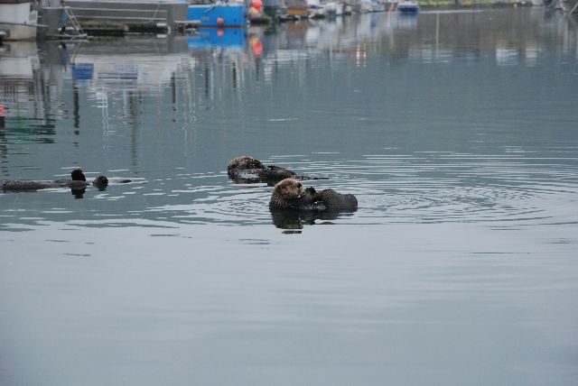 Harbor Sea Otters