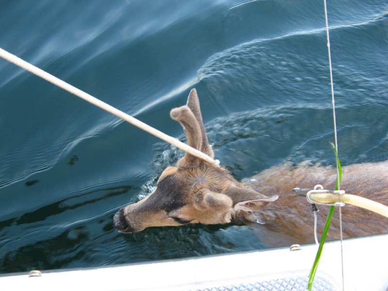 He came right to the boat for help and we escorted him back to shore