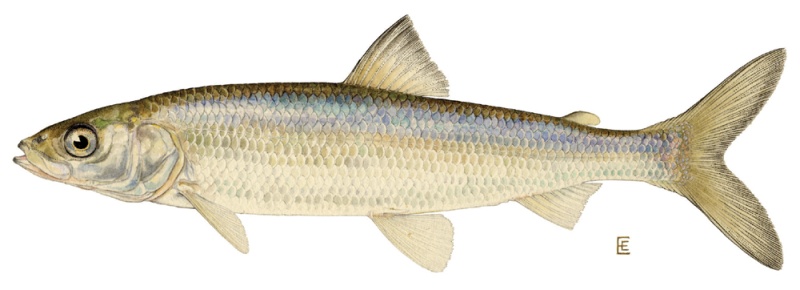Herring or Cisco; what we went fishing for.