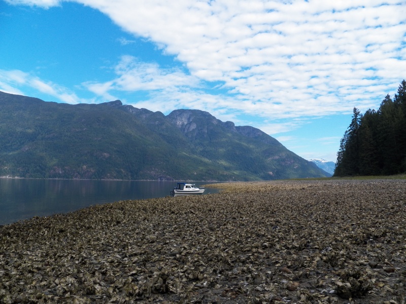 High top shoes and a walking stick are best for crossing these oyster beds.