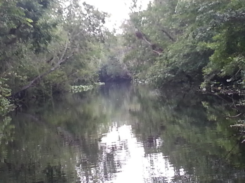 Hontoon Dead River Cut