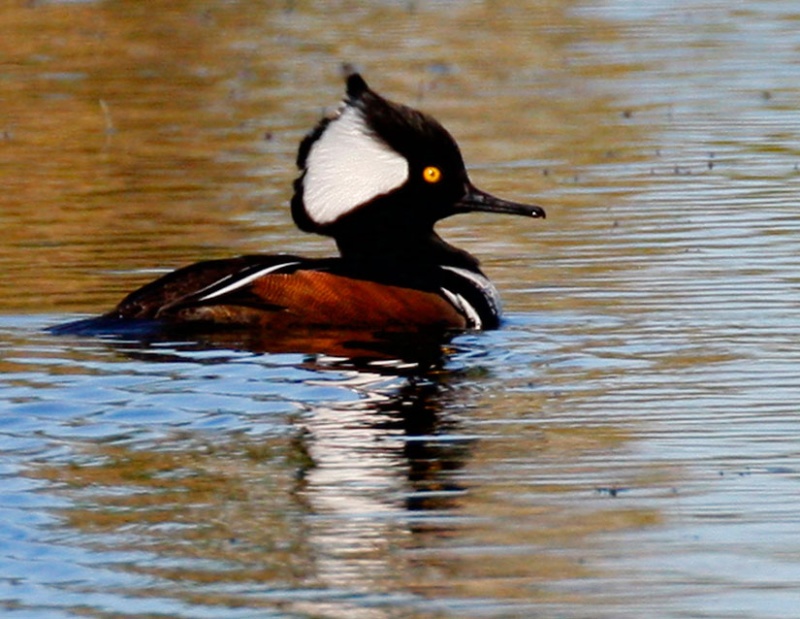 Hooded Merganzer