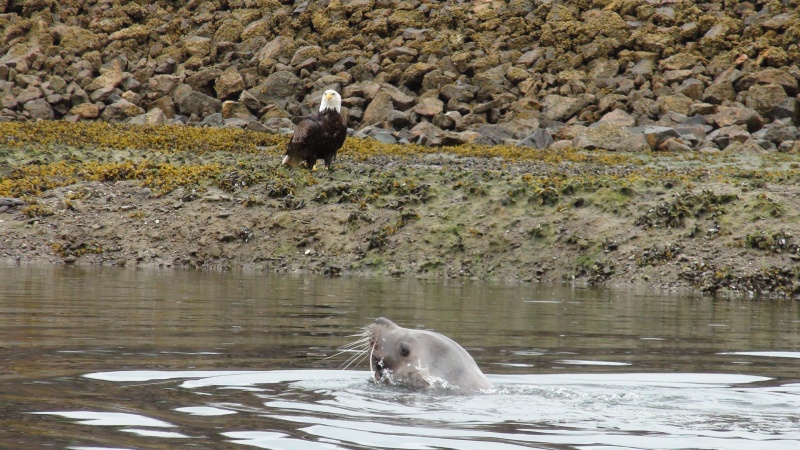 Hoonah Marina wildlife