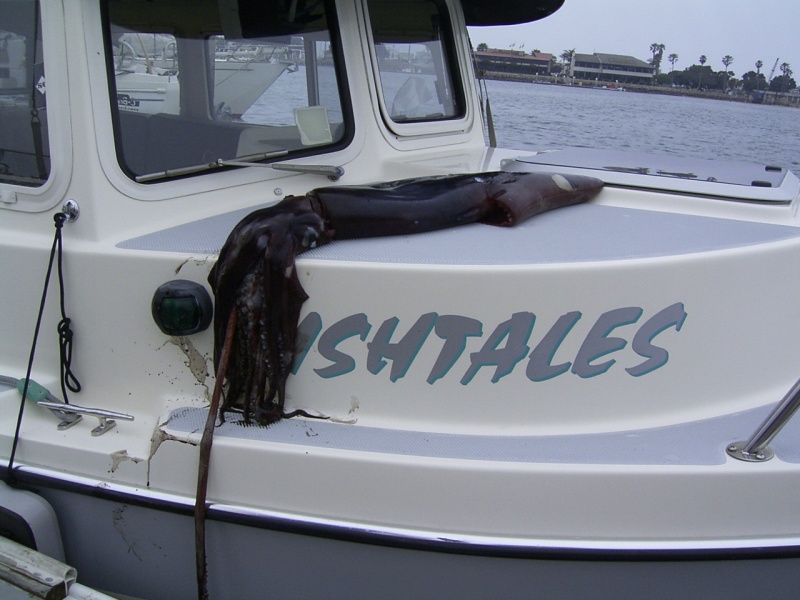 Humbolt squid- maybe rename the boat "Squidtales"