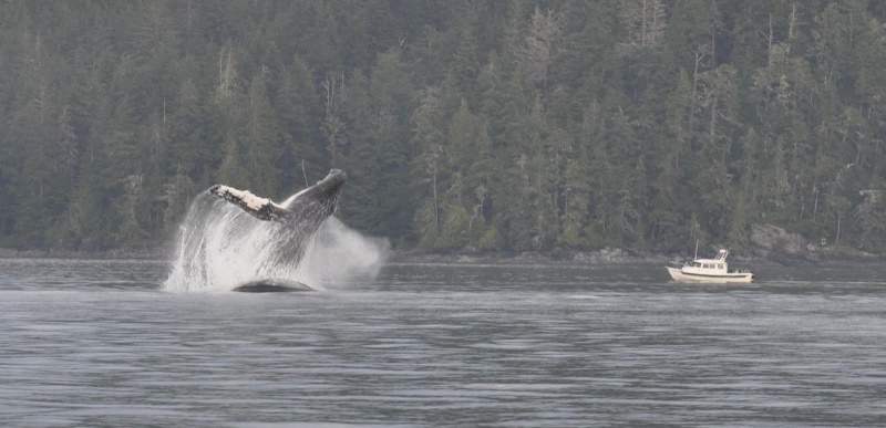 Humpback and our boat in Blackfish Sound