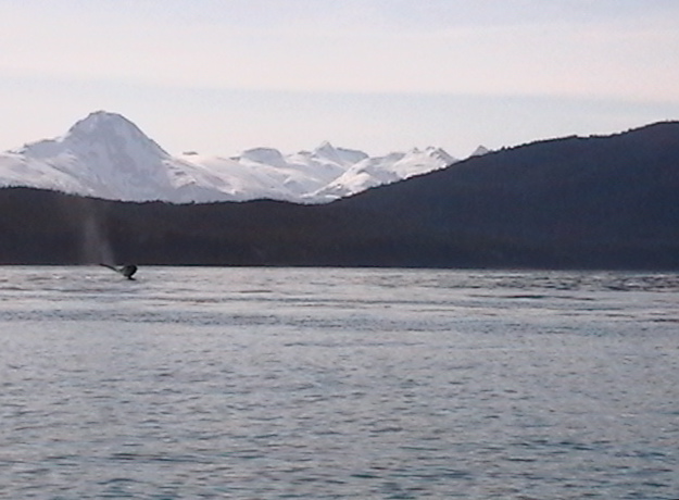 Humpback terminal dive near Aaron Island