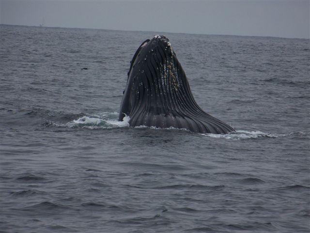Humpback whale breach off SF 2006