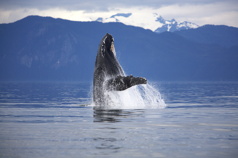 Humpback whale breaching, Frederick Sound, AK