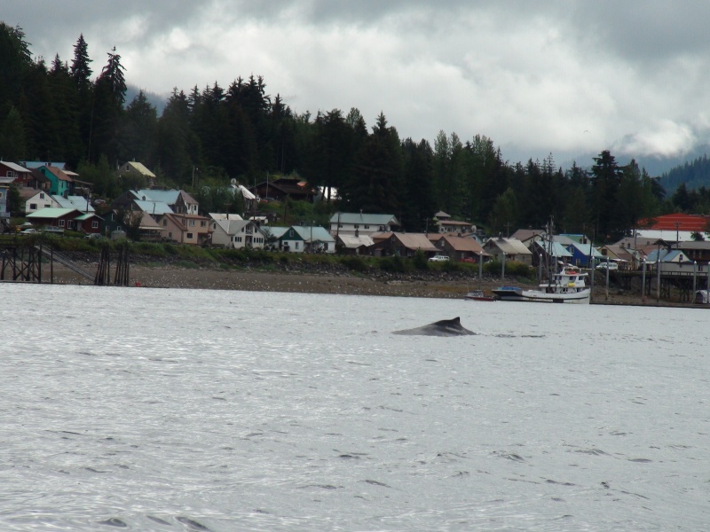 Humpback Whale feeding in the bay in front of Hoonah, Alaska.