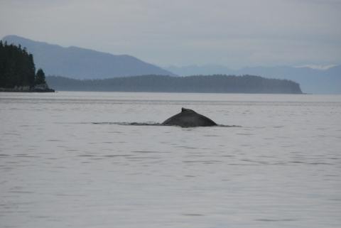 Humpback Whale, Frederick Sound, Alaska