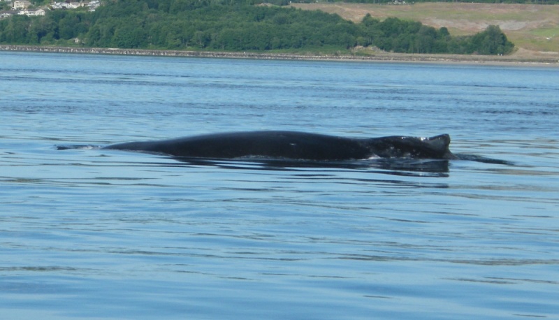 Humpback Whale